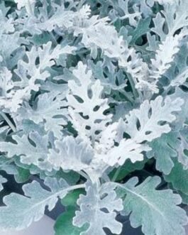 Dusty miller