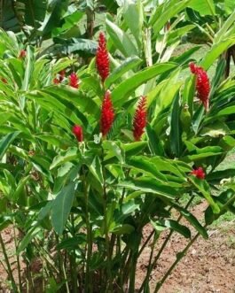 Alpinia