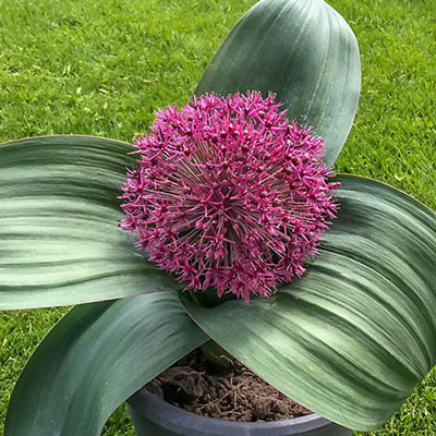 Allium karataviense Red Giant