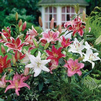 Oriental Lily Mix