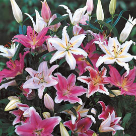 Oriental Lily Mix