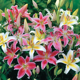 Oriental Lily Mix