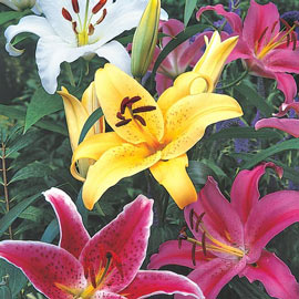 Oriental Lily Mix