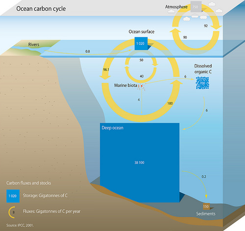 File:OceanCarbonCycle.jpg