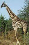 Giraffe.jpg