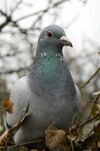 Pigeon.jpg