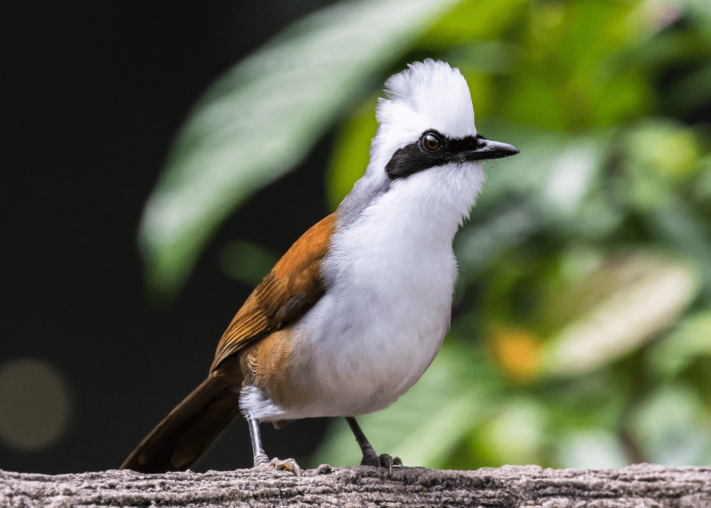 avain on a log