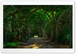 Tree Tunnel Ultra HD Wallpaper for 4K UHD Widescreen Desktop, Lockscreen, Screensaver, TV, Tablet, Smartphone