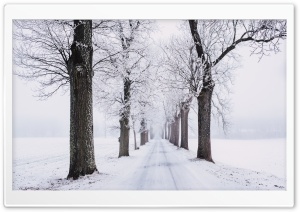 Winter Trees Along Road Ultra HD Wallpaper for 4K UHD Widescreen Desktop, Lockscreen, Screensaver, TV, Tablet, Smartphone