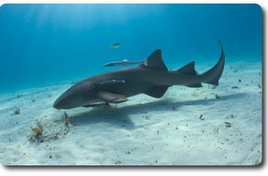 Nice Nurse Shark