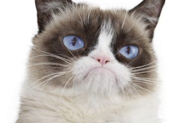 Free Grumpy Cat