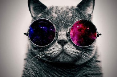 Cat Cool Image