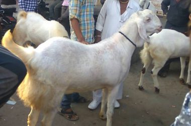 Top Bakra Eid