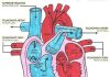 Diagram of heart