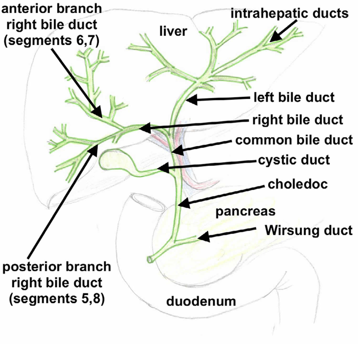 Biliary System Diagram