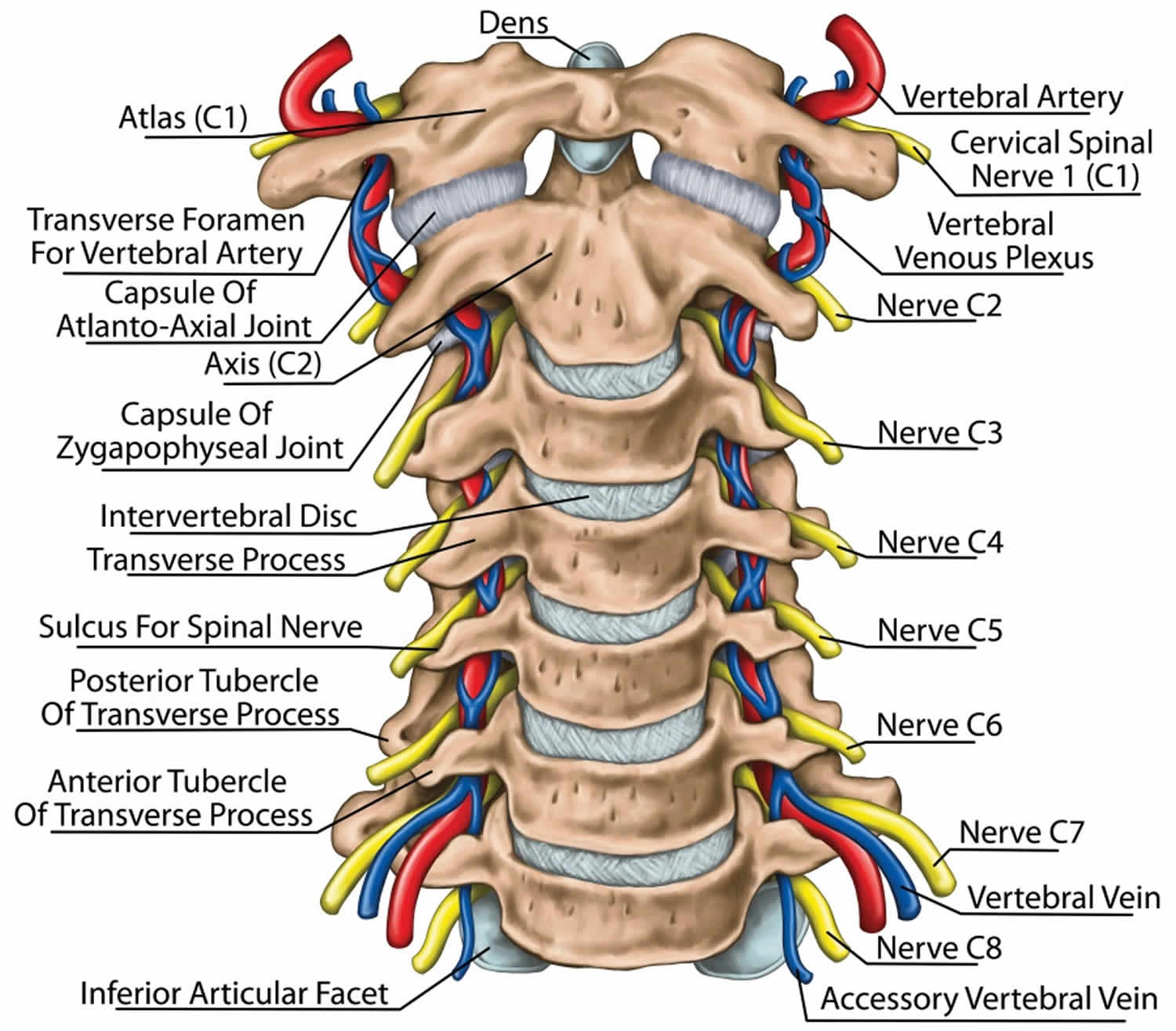 Lista 96+ Foto Nombres De Las Vertebras Cervicales El último