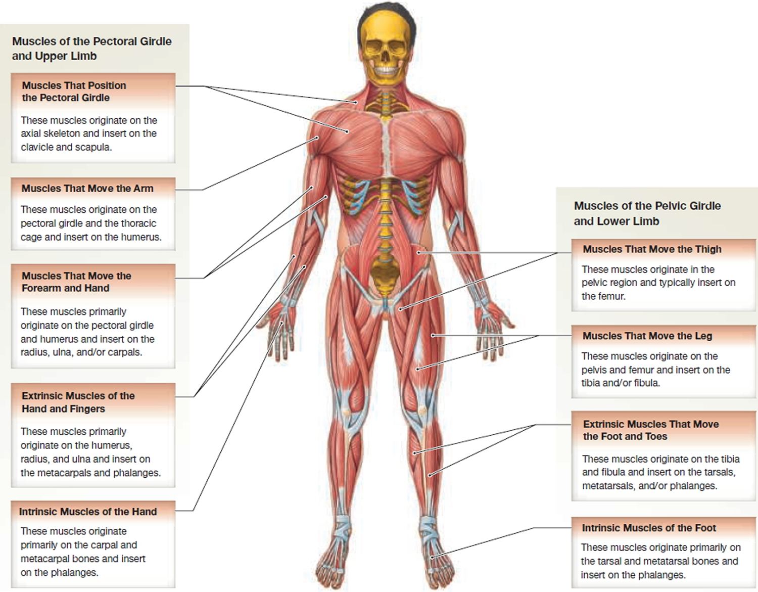 appendicular muscles