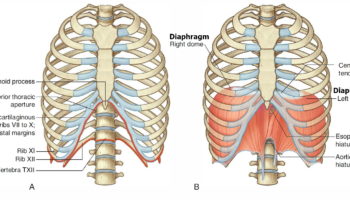 diaphragm