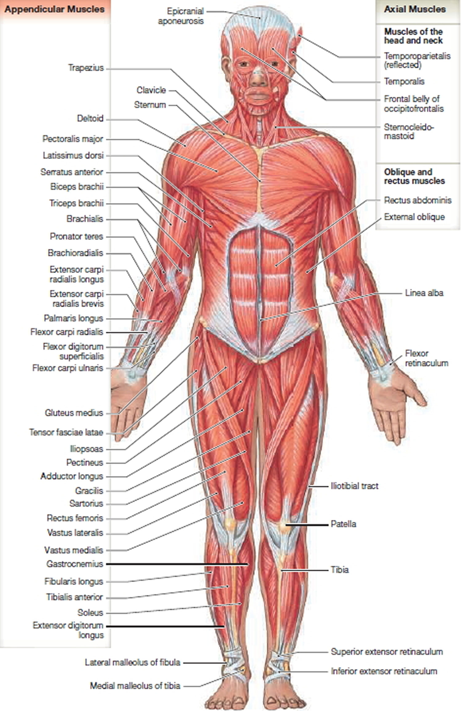 muscle anatomy