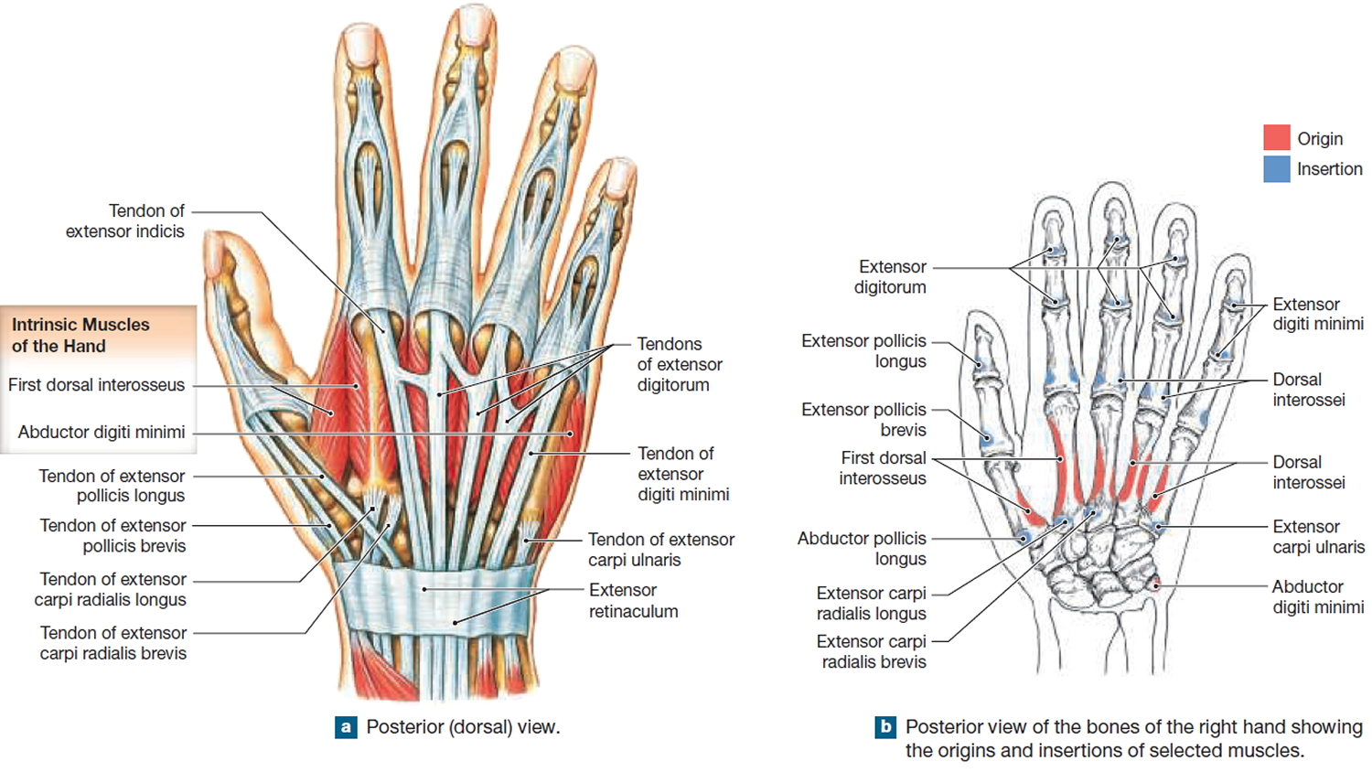 muscles of the hand