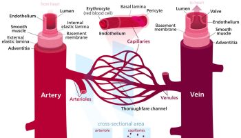 vasodilation