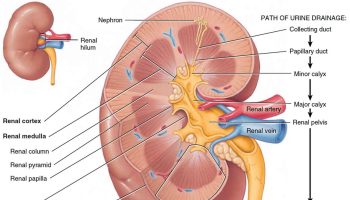 Uremia