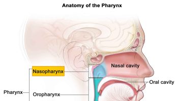 nasopharynx