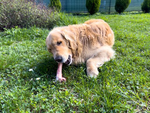 golden-retriever-dog-eating-ham-bone-on-grass