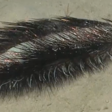 Scientists recently spotted this curious polychaete off the coast of Chile.