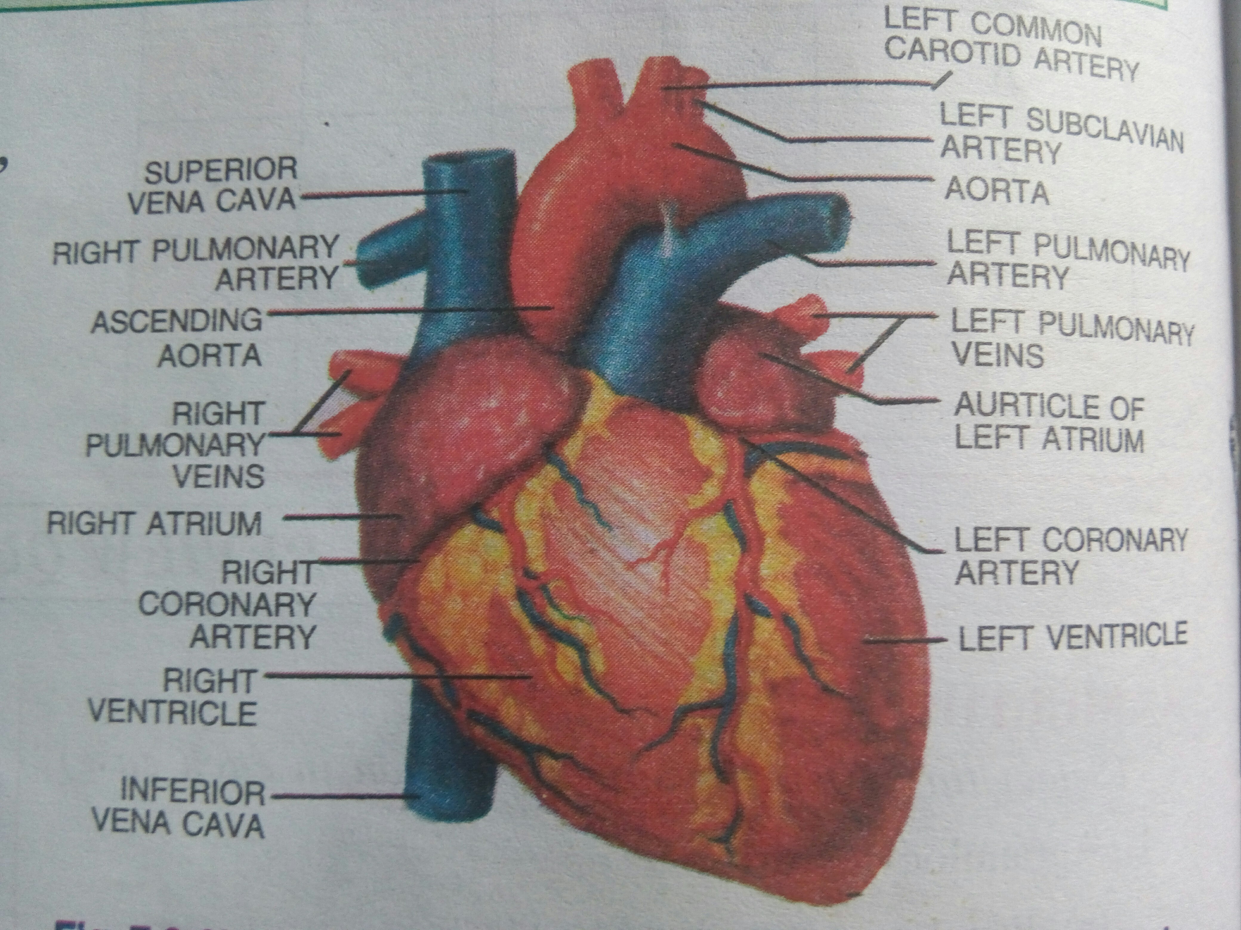 How To Draw Human Heart Diagram