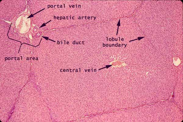 Liver Histology Model Labeled