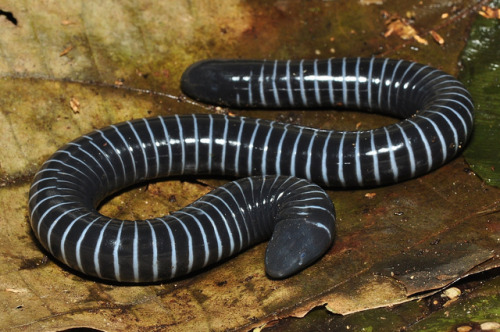 caecilian