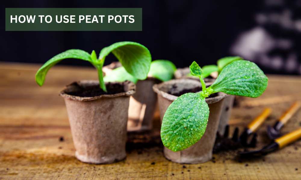 How To Use Peat Pots