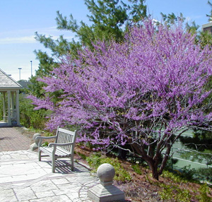 Redbud is one of the first trees to bloom in spring.