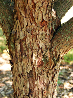 The scaly bark has deep fissures for ornamental interest in winter.