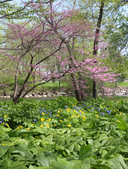 Eastern redbud grows in full sun to part shade.