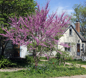 Redbud has few insect pests but is susceptible to some diseases.