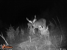 deer game cam