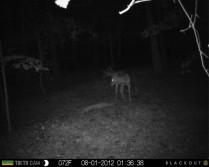 trail cam