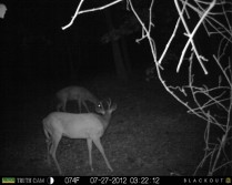 trail cam