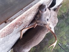 Rainy day 8 point