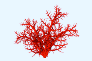 red coral