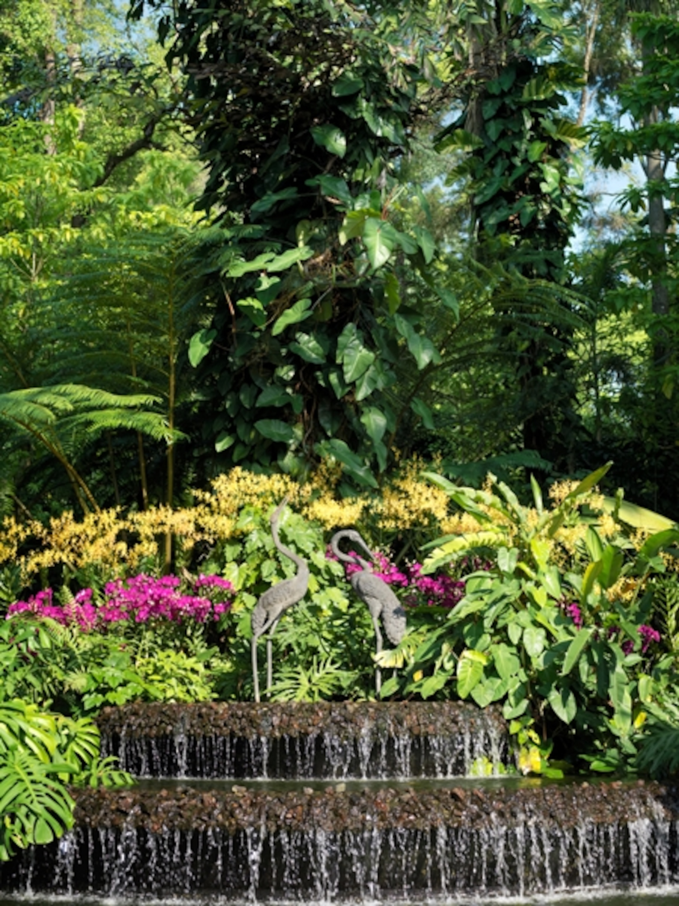 Orchids inside the Singapore Botanic Gardens