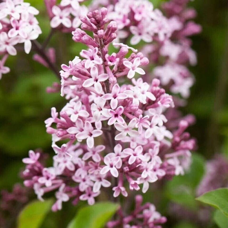 Large 80-120 cm tall Dwarf Korean Lilac Tree Syringa Palibin Standar ...