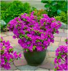 Dwarf Japanese Azalea Japonica 'Geisha Lilac' | Evergreen Shrub | Pot ...