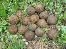 Old Rare Vintage Antique Civil War Relic Confederate Canister Shot Appomattox VA