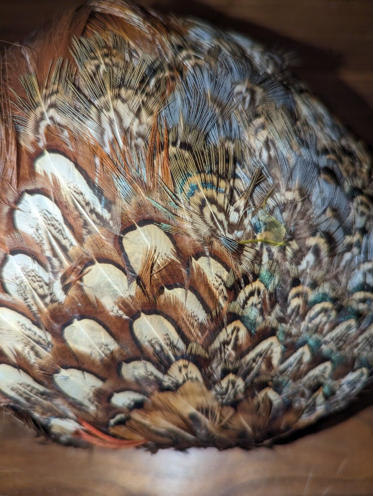 VINTAGE PHEASANT & PEACOCK  FEATHER HAT - image 3