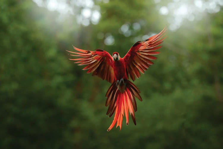 rainforest parrot flying