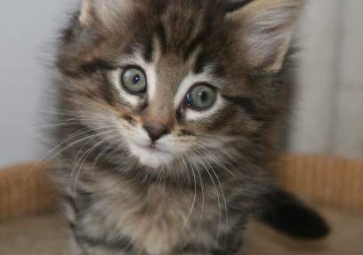 Example kitten