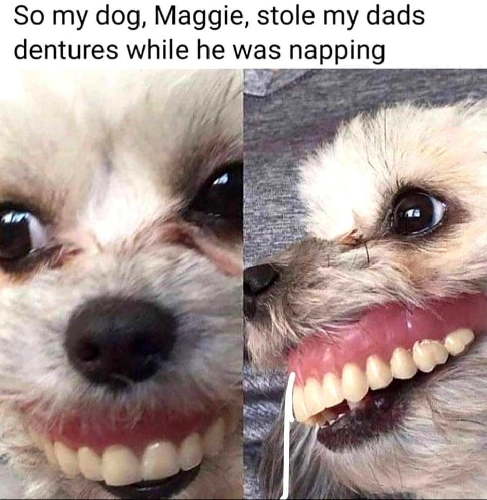 Can Dogs Have False Teeth